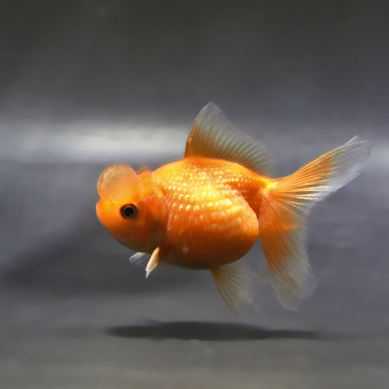 金魚,パールスケール系 | 金魚の通販は「金魚王子 オンラインストア
