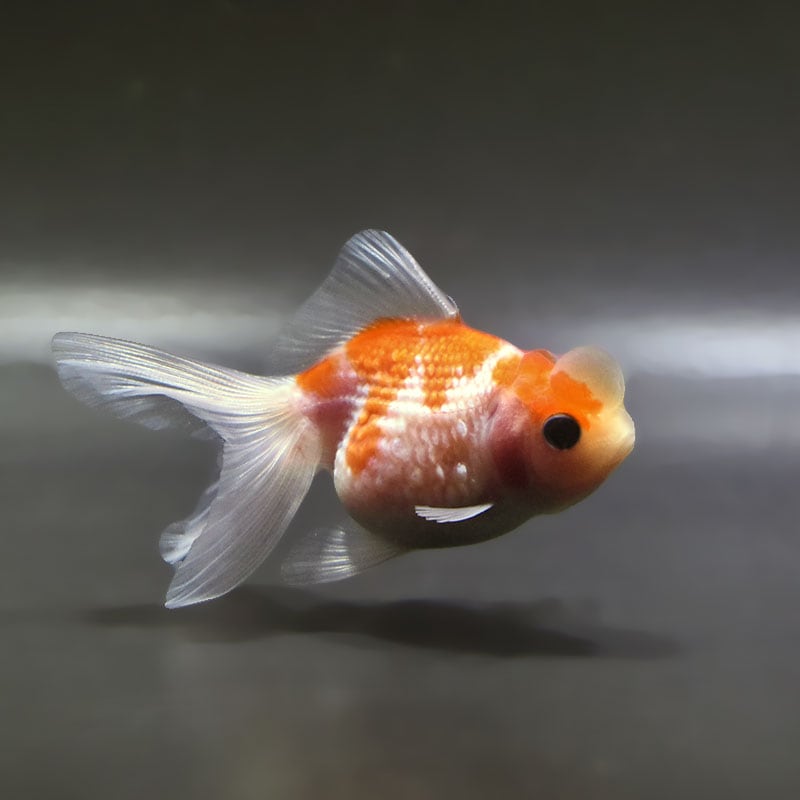 KINGYO ページ 金魚の通販は「金魚王子 オンラインストア」金魚専門店 販売 | 商品一覧