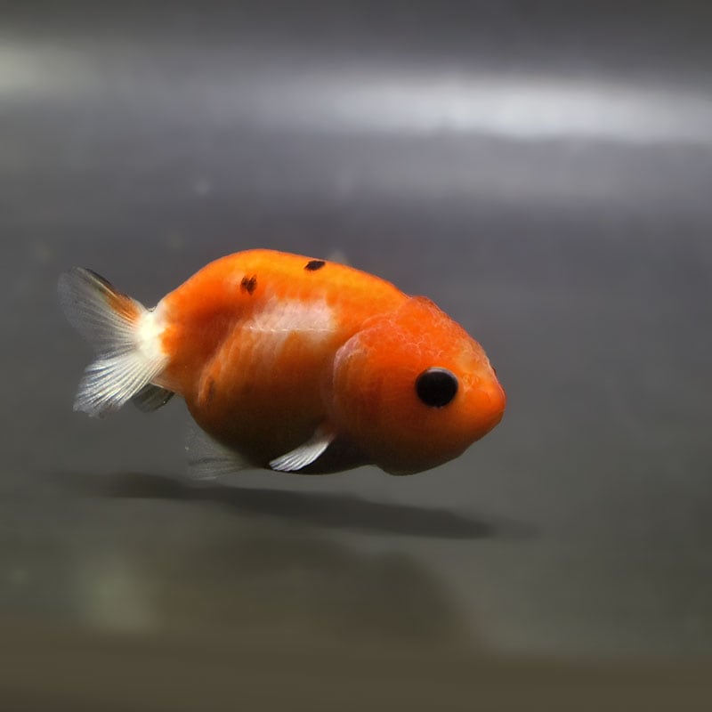【金魚王子】桜錦  6±1cm前後 (個体番号：zaq761) 金魚 きんぎょ 生体 らんちゅう 厳選個体
