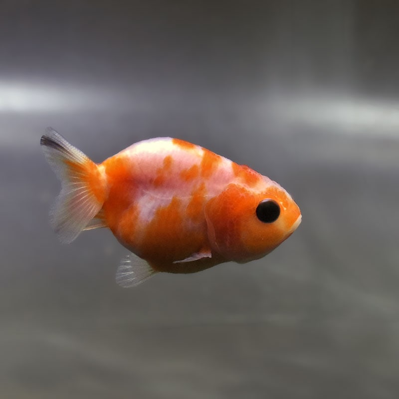 【金魚王子】桜錦  6±1cm前後 (個体番号：zaq762) 金魚 きんぎょ 生体 らんちゅう 厳選個体