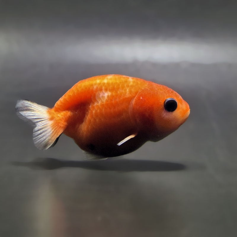 【金魚王子】桜錦  6±1cm前後 (個体番号：zaq764) 金魚 きんぎょ 生体 らんちゅう 厳選個体