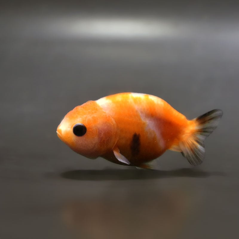 【金魚王子】桜錦  6±1cm前後 (個体番号：zaq765) 金魚 きんぎょ 生体 らんちゅう 厳選個体