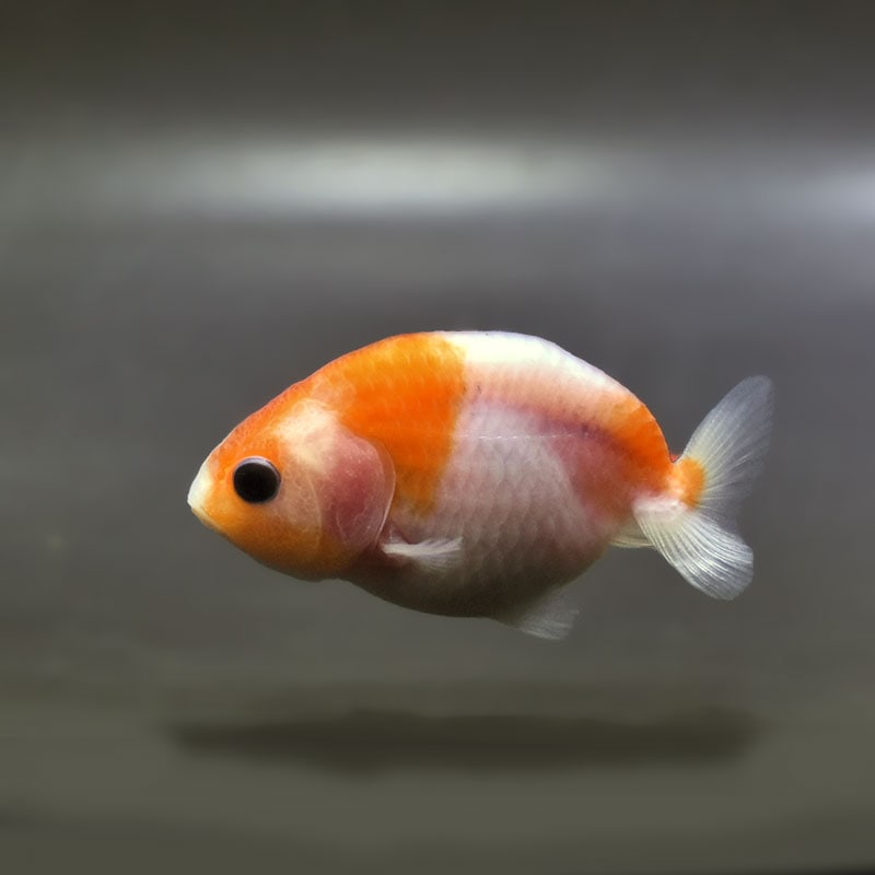 金魚,らんちゅう系,らんちゅう | 金魚の通販は「金魚王子 オンライン