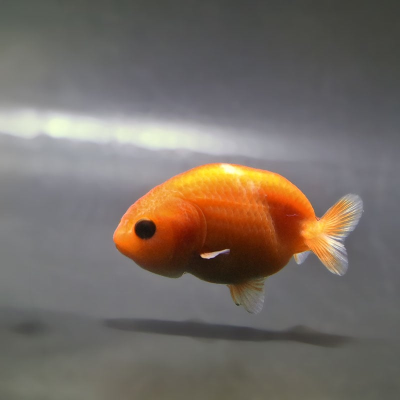 【金魚王子】桜錦  6±1cm前後 (個体番号：zaq767) 金魚 きんぎょ 生体 らんちゅう 厳選個体