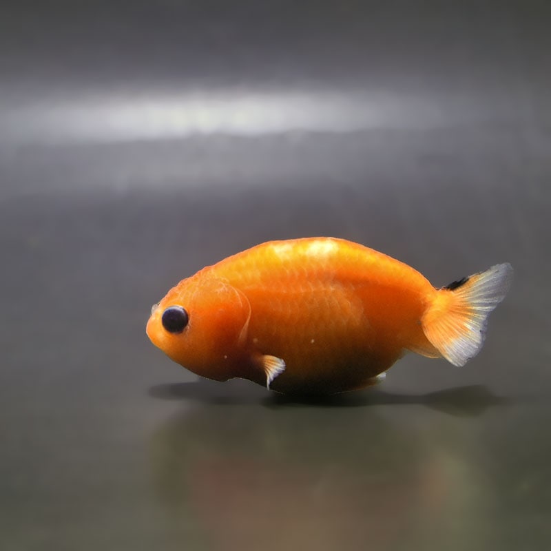 【金魚王子】桜錦  6±1cm前後 (個体番号：zaq768) 金魚 きんぎょ 生体 らんちゅう 厳選個体