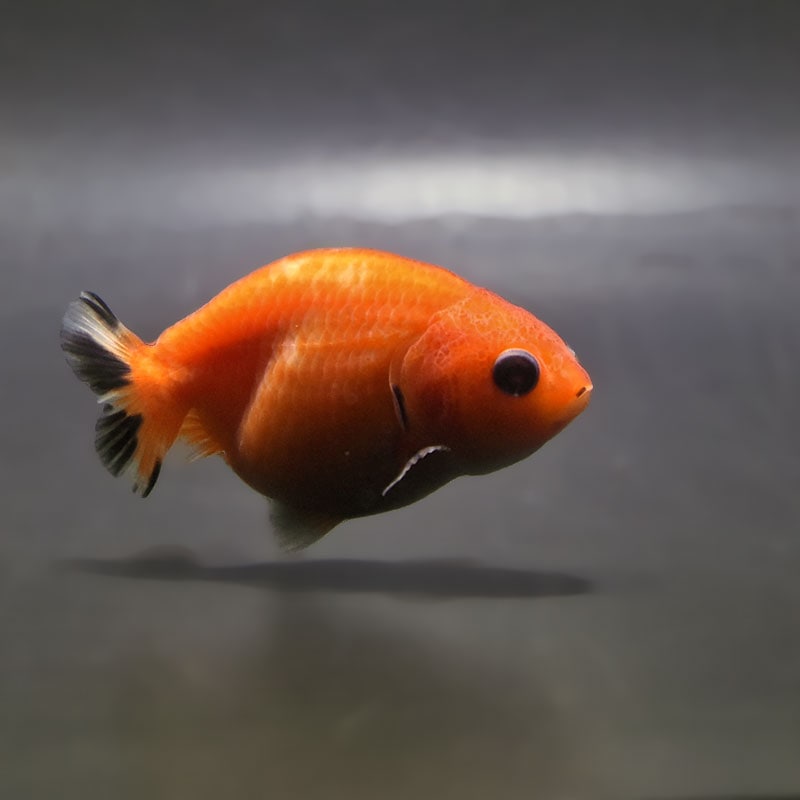 【金魚王子】桜錦  6±1cm前後 (個体番号：zaq769) 金魚 きんぎょ 生体 らんちゅう 厳選個体