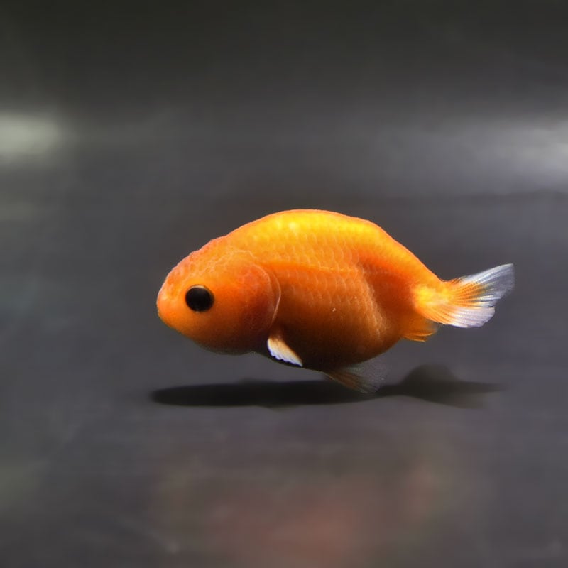 【金魚王子】桜錦  6±1cm前後 (個体番号：zaq770) 金魚 きんぎょ 生体 らんちゅう 厳選個体