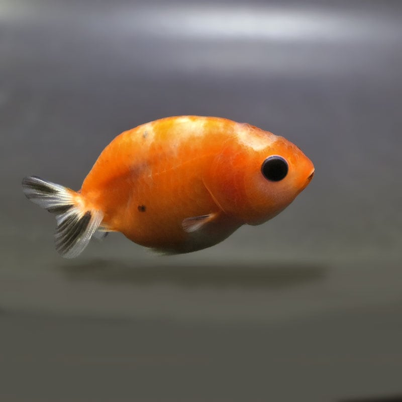 金魚,らんちゅう系,らんちゅう | 金魚の通販は「金魚王子 オンライン