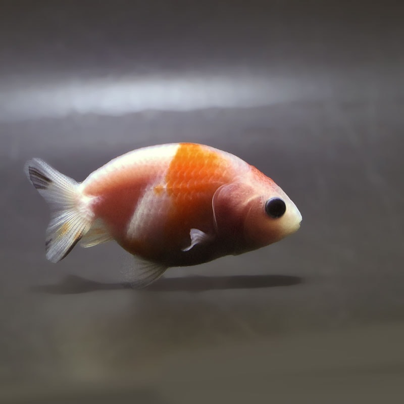 金魚,らんちゅう系,らんちゅう | 金魚の通販は「金魚王子 オンライン