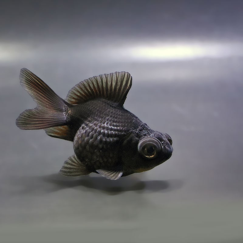 金魚,パールスケール系 | 金魚の通販は「金魚王子 オンラインストア