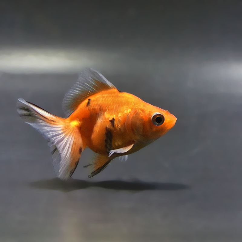 金魚,琉金系 | 金魚の通販は「金魚王子 オンラインストア」金魚専門店 販売
