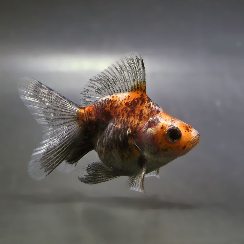 金魚,琉金系 | 金魚の通販は「金魚王子 オンラインストア」金魚専門店 販売