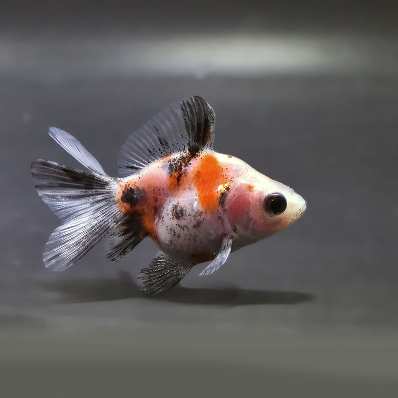 りゅうきんさんせん 金魚,琉金系 | 金魚の通販は「金魚王子 オンラインストア」金魚専門店 販売