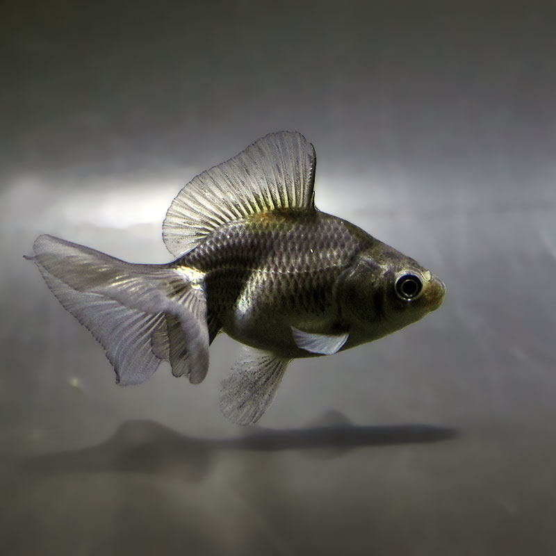 金魚,琉金系 | 金魚の通販は「金魚王子 オンラインストア」金魚専門店 販売