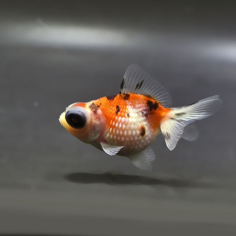金魚,パールスケール系 | 金魚の通販は「金魚王子 オンラインストア