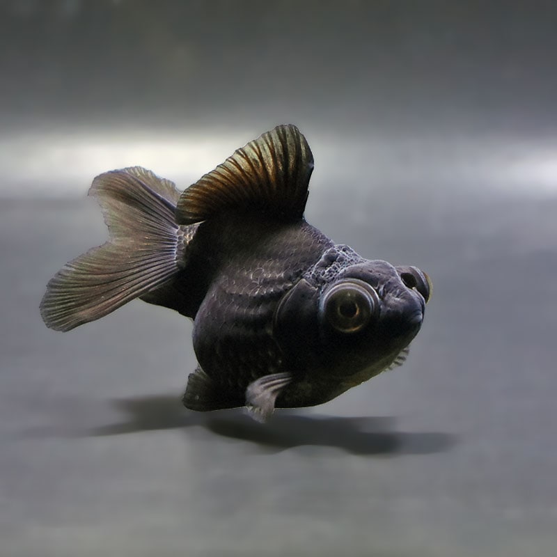 金魚の通販は「金魚王子 オンラインストア」金魚専門店 販売 | 商品一覧
