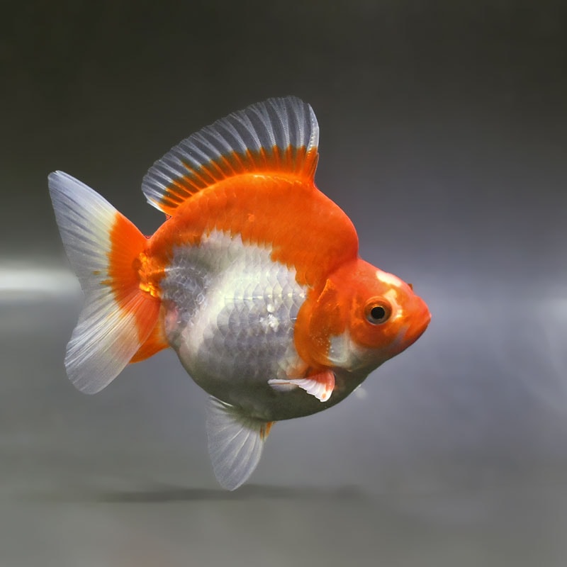 金魚,琉金系 | 金魚の通販は「金魚王子 オンラインストア」金魚専門店 販売