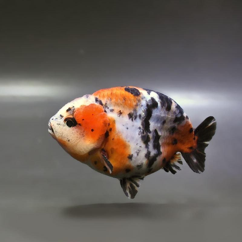 金魚,らんちゅう系 | 金魚の通販は「金魚王子 オンラインストア」金魚