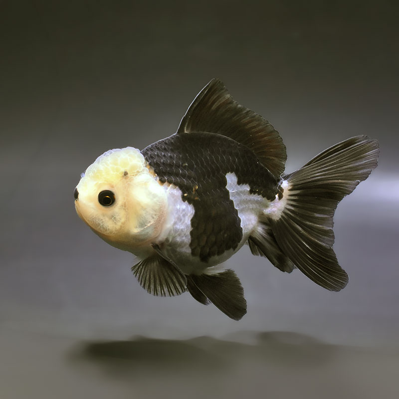 金魚の通販は「金魚王子 オンラインストア」金魚専門店 販売 | 商品一覧
