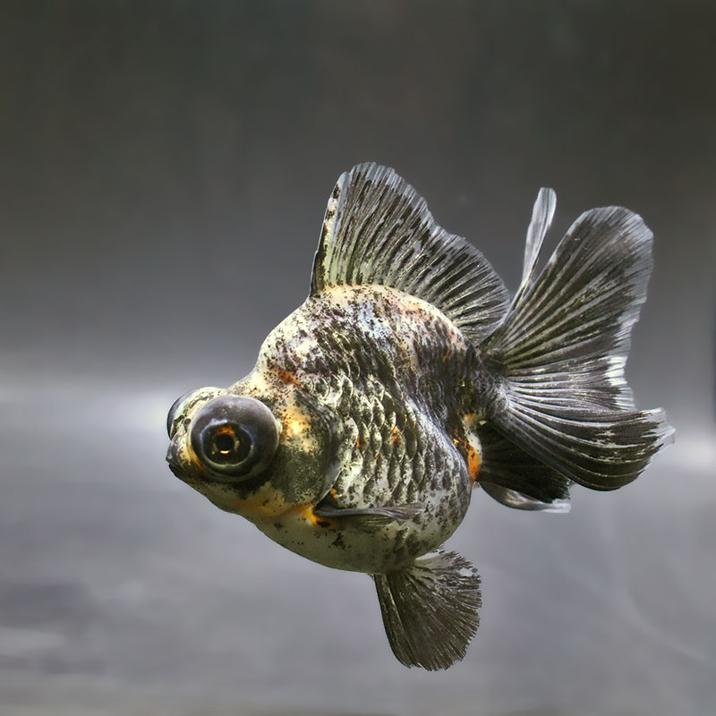 金魚の通販は「金魚王子 オンラインストア」金魚専門店 販売 | 商品一覧