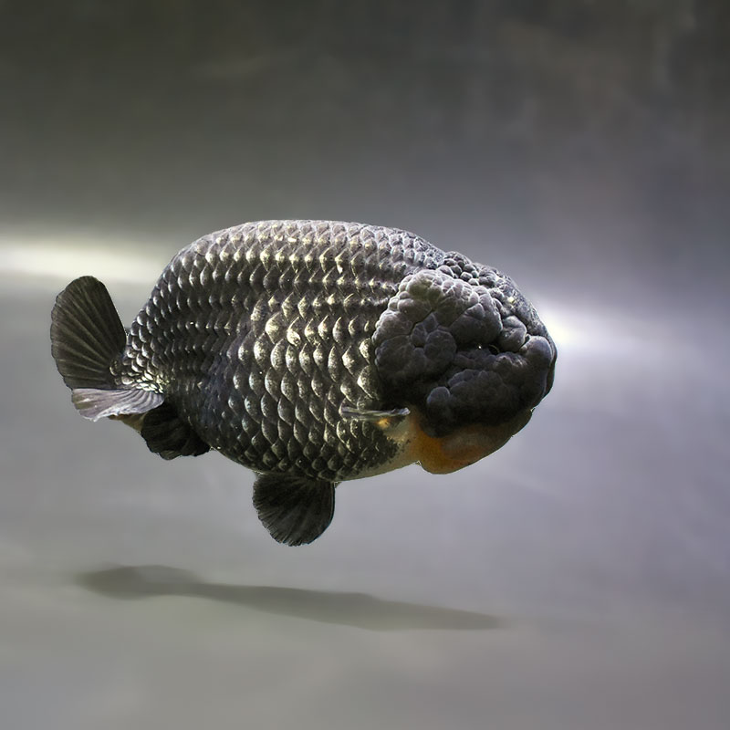 金魚,らんちゅう系 | 金魚の通販は「金魚王子 オンラインストア」金魚
