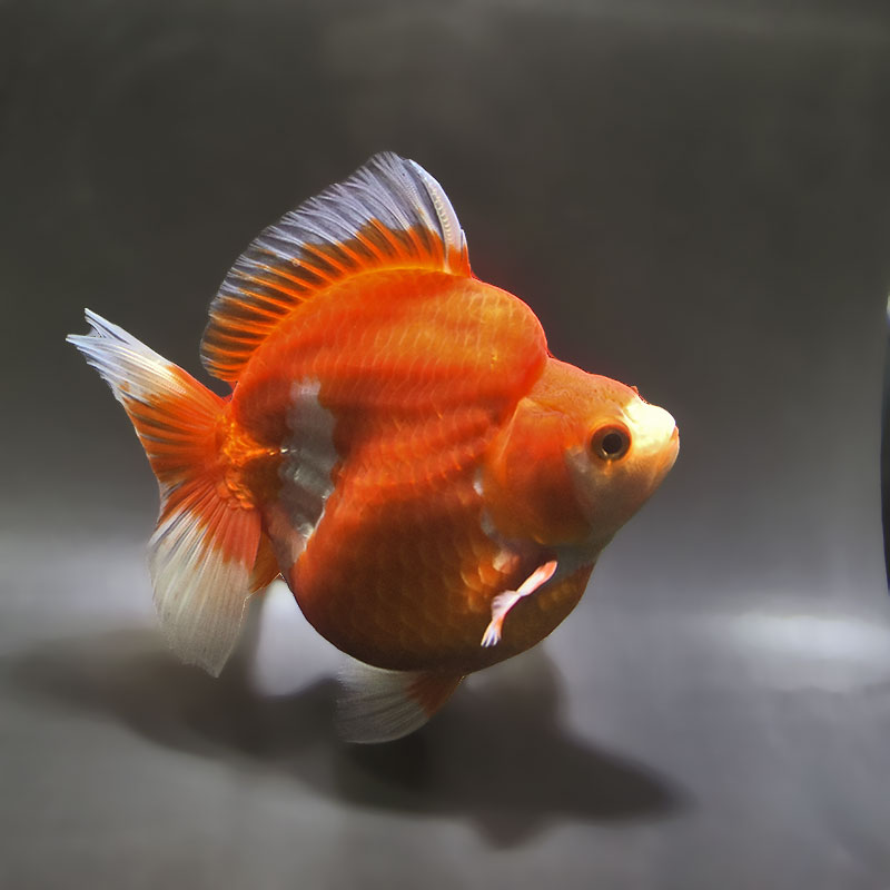 金魚の通販は「金魚王子 オンラインストア」金魚専門店 販売 | 商品一覧