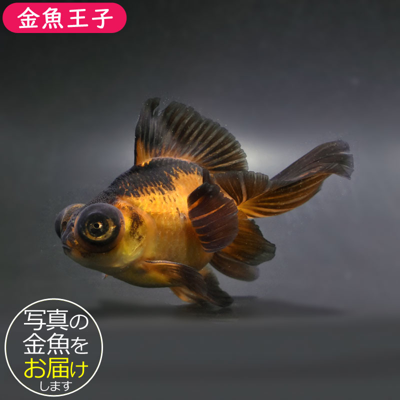 【珍品 現品限り】パラタイプ・コノハチョウ（1オス・タイ産） タイ産 Enoplotrupes sharpi ♂ 31mm | 昆虫標本 Diggers & Rollers