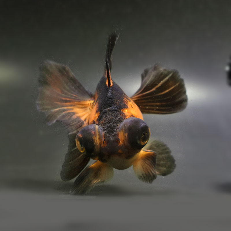 金魚王子】虎蝶尾 11.5cm前後 (個体番号：cde431) 金魚 きんぎょ