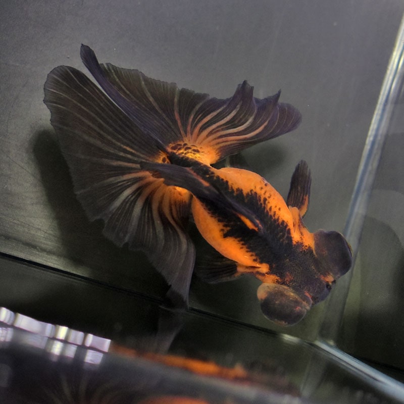 金魚王子】虎蝶尾 11.5cm前後 (個体番号：cde431) 金魚 きんぎょ