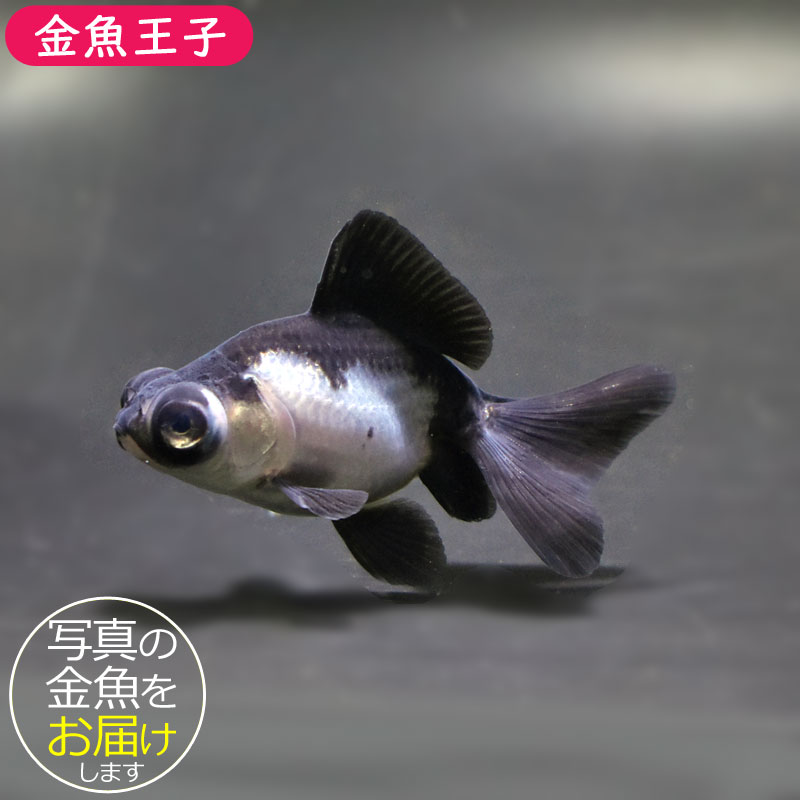 金魚王子】パンダ（白黒）蝶尾 8±1cm前後 (個体番号：cde614) 金魚