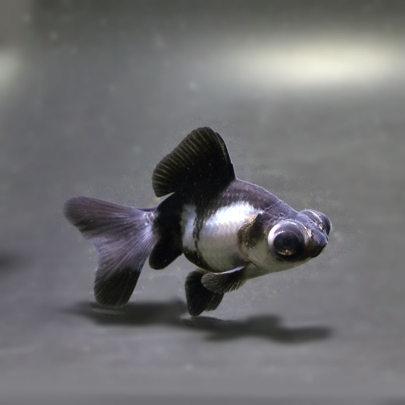 金魚王子】パンダ（白黒）蝶尾 8±1cm前後 (個体番号：cde614