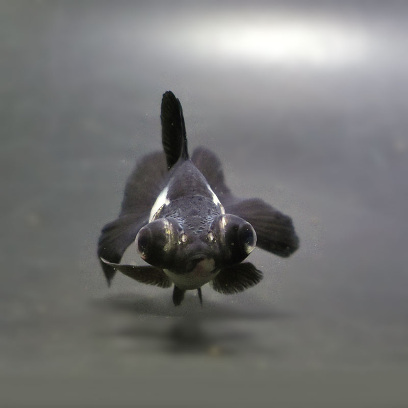 金魚王子】パンダ（白黒）蝶尾 8±1cm前後 (個体番号：cde614