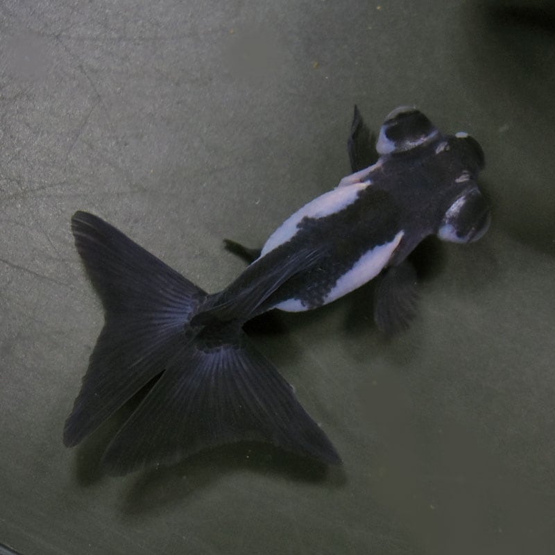 ☆白黒パンダのCOMONO☆ 金魚王子】パンダ（白黒）蝶尾 8±1cm前後 (個体番号：cde614