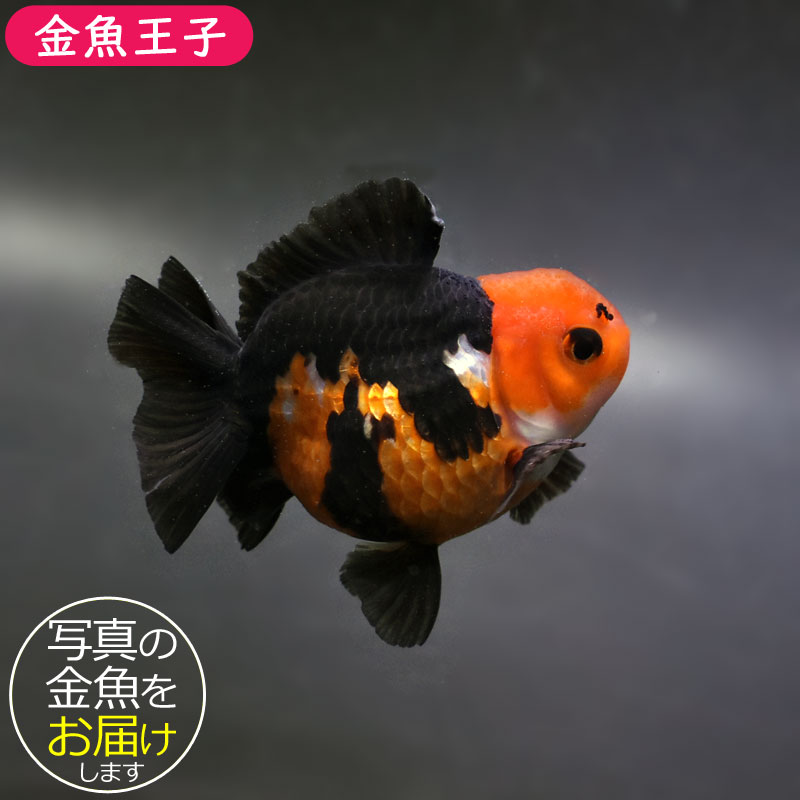 金*魚様 パルプンテ 金魚王子】三色ショートテールオランダ 7.5±1cm前後 (個体番号：cde923