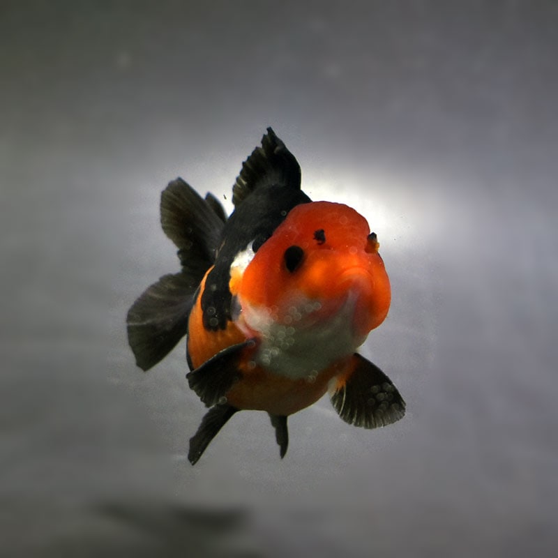 金魚王子】三色ショートテールオランダ 7.5±1cm前後 (個体番号：cde923