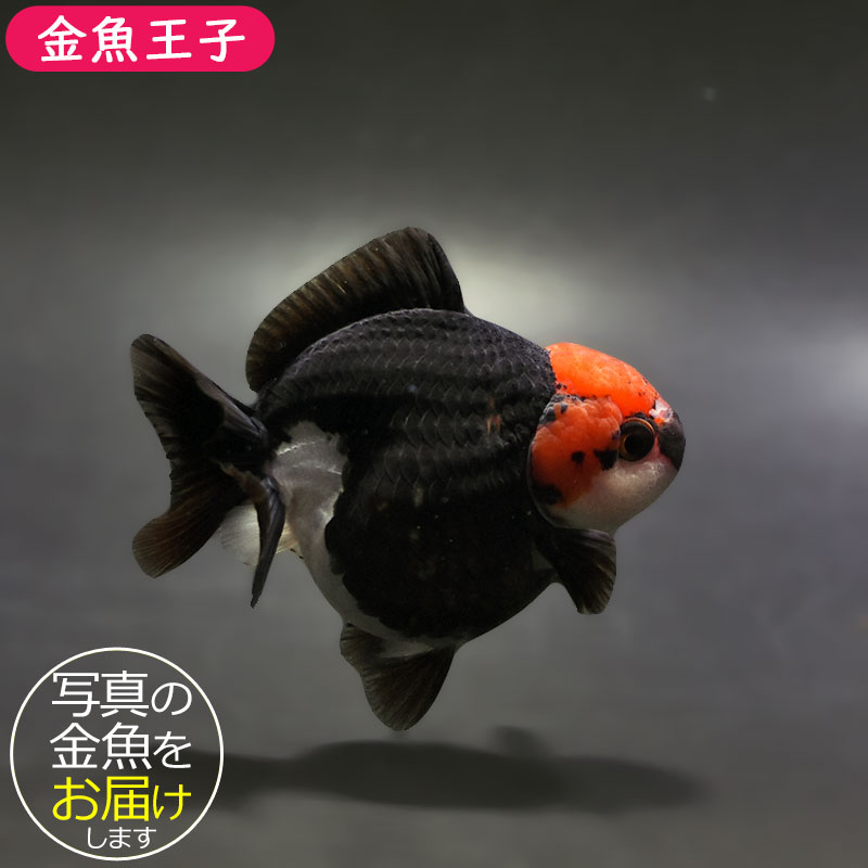 真っ黒オランダとトリカラーオランダの色変わり個体 ◇良物のトリカラーオランダ獅子頭とは。輸入金魚でも人気の高い注目