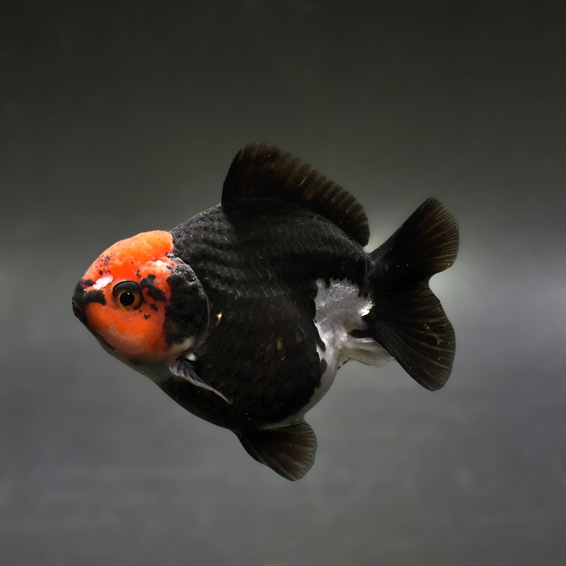 金魚王子】トリカラーオランダ 9±1cm前後 (個体番号：xsw345) 金魚