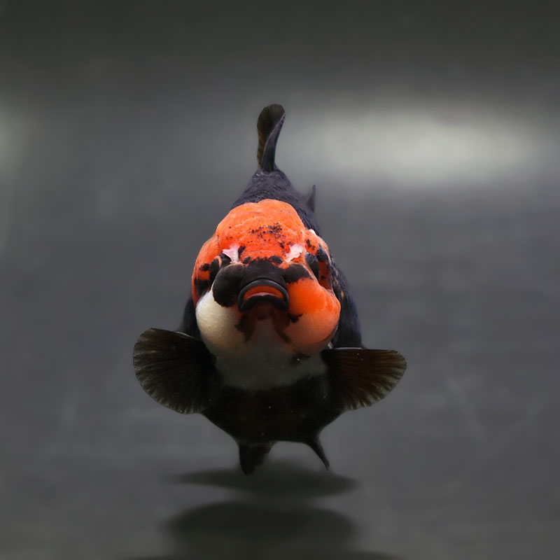 金魚王子】トリカラーオランダ 9±1cm前後 (個体番号：xsw345) 金魚