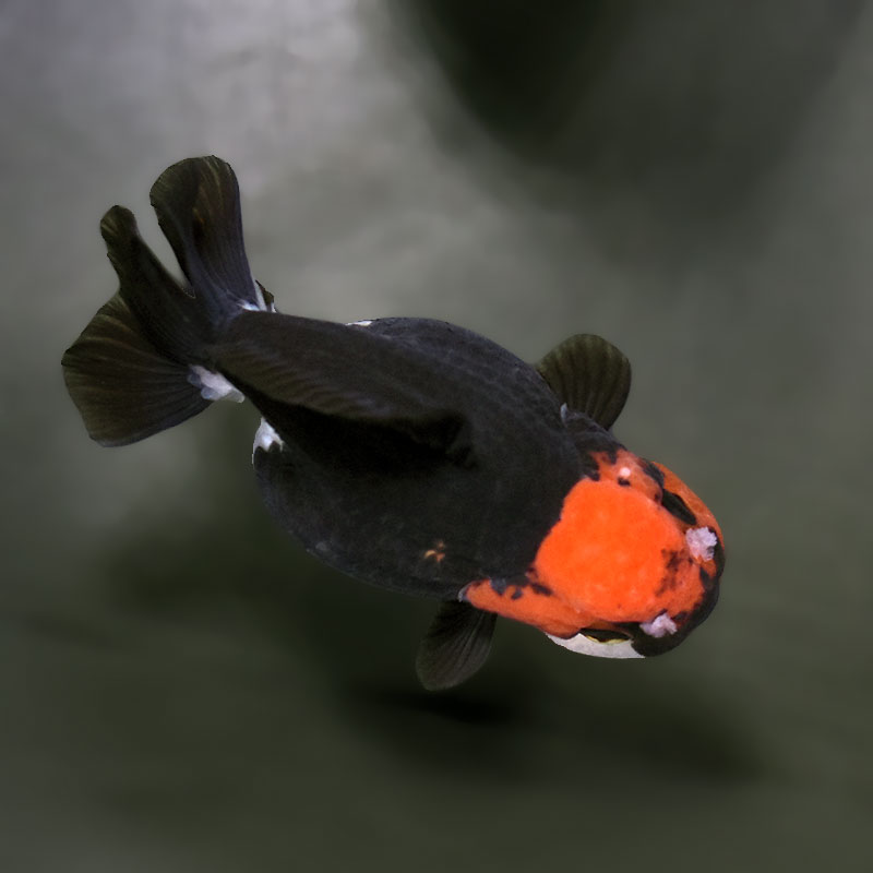 金魚王子】トリカラーオランダ 9±1cm前後 (個体番号：xsw345) 金魚