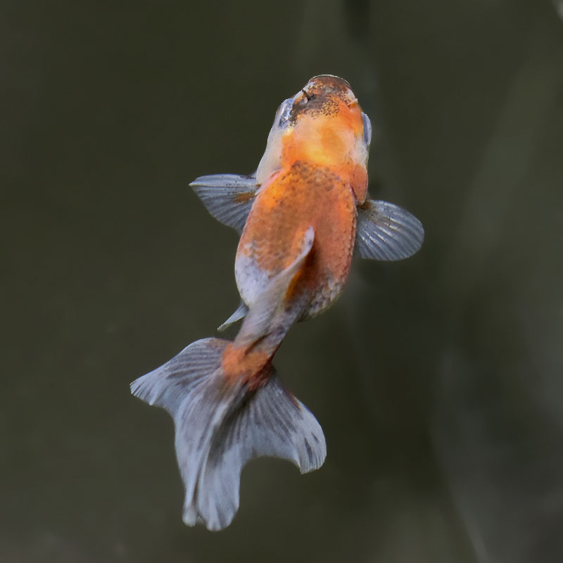 金魚 金魚王子】更紗三ツ尾和金 7.5～8cm前後 (個体番号：cde571) 金魚