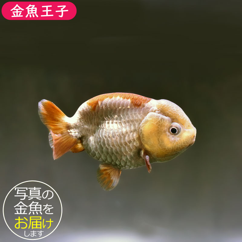 金魚王子】メノウらんちゅう 7～8cm前後 (個体番号：xsw861) 金魚