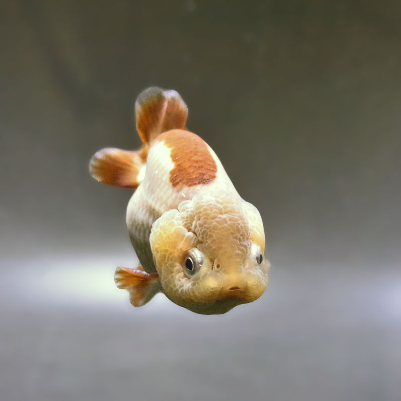 金魚王子】メノウらんちゅう 7～8cm前後 (個体番号：xsw861) 金魚