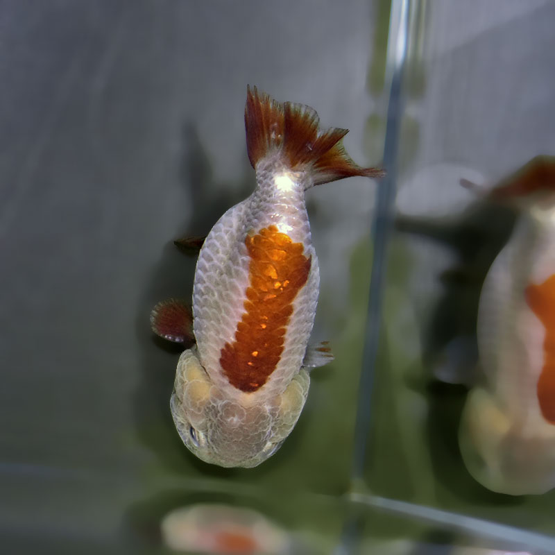 金魚王子】メノウらんちゅう 7～8cm前後 (個体番号：xsw861) 金魚