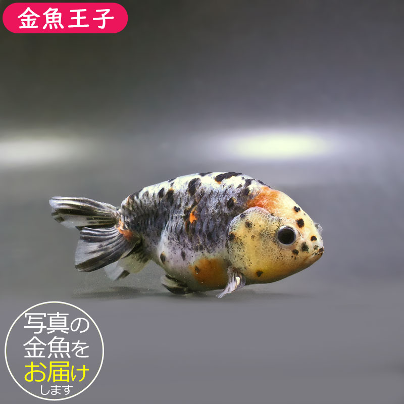 金魚王子】五色江戸錦 11.5cm前後 (個体番号：zaq137) 金魚 きんぎょ