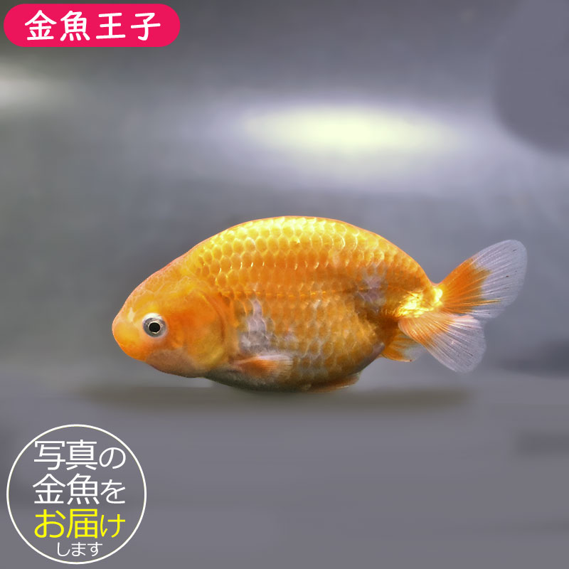 金魚王子】更紗らんちゅう 9±1cm前後 (個体番号：zaq322) 金魚