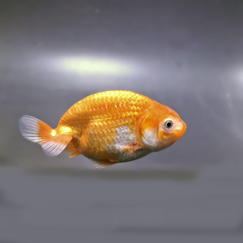 金魚王子】更紗らんちゅう 9±1cm前後 (個体番号：zaq322) 金魚