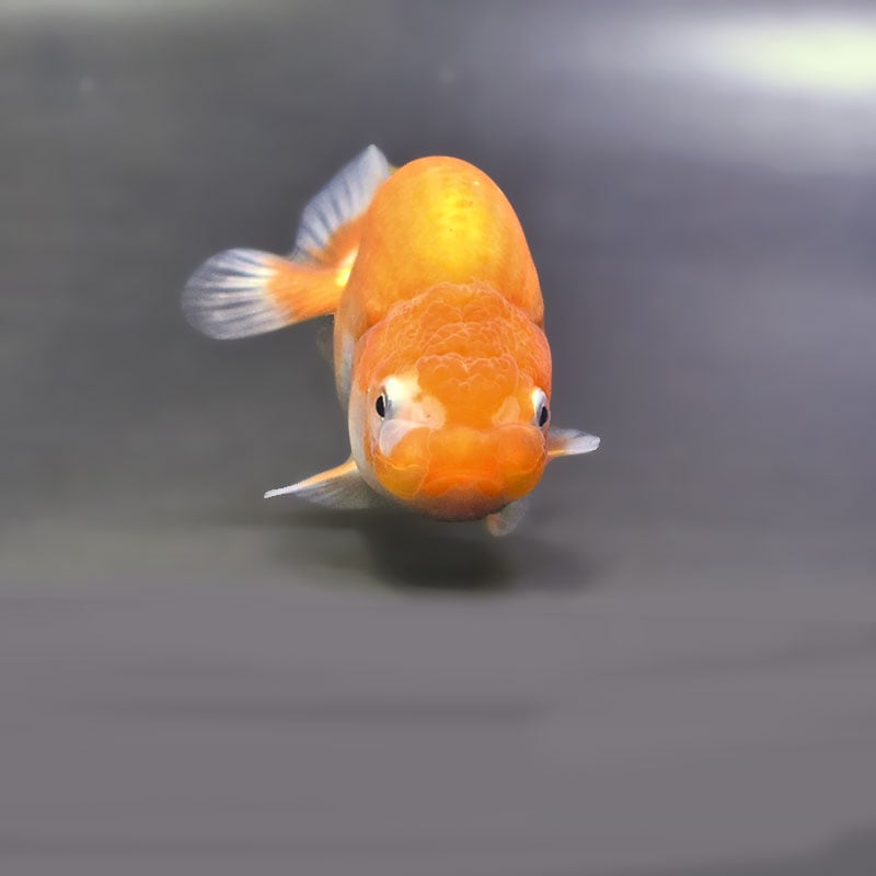 金魚王子】更紗らんちゅう 9±1cm前後 (個体番号：zaq322) 金魚