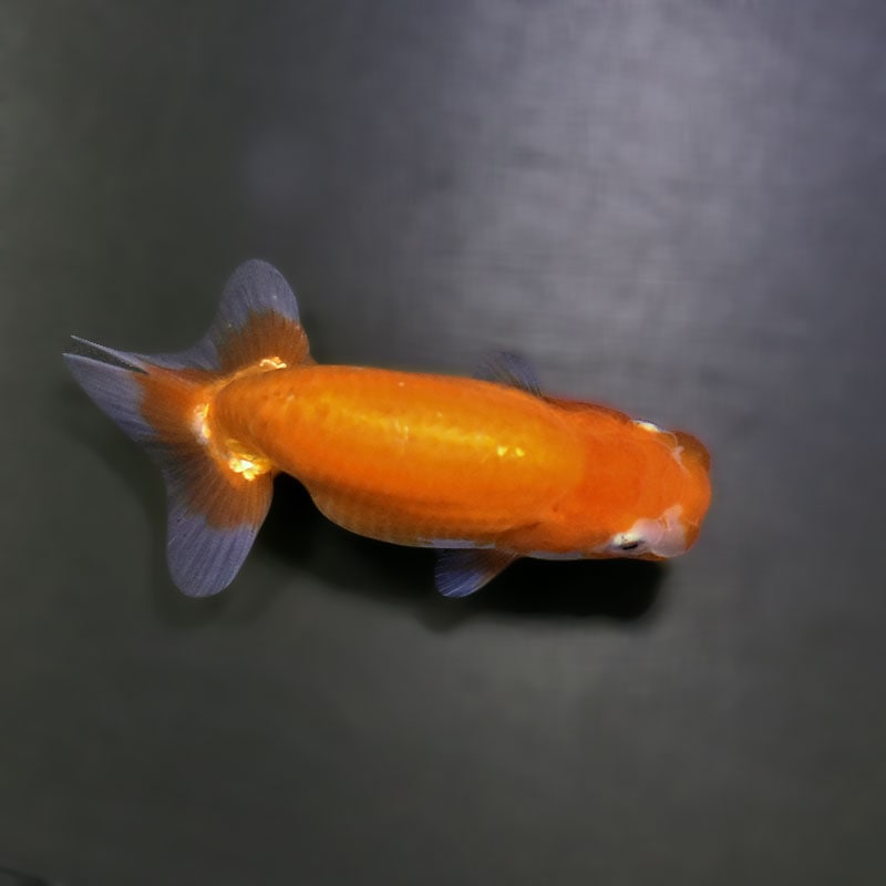金魚王子】更紗らんちゅう 9±1cm前後 (個体番号：zaq322) 金魚