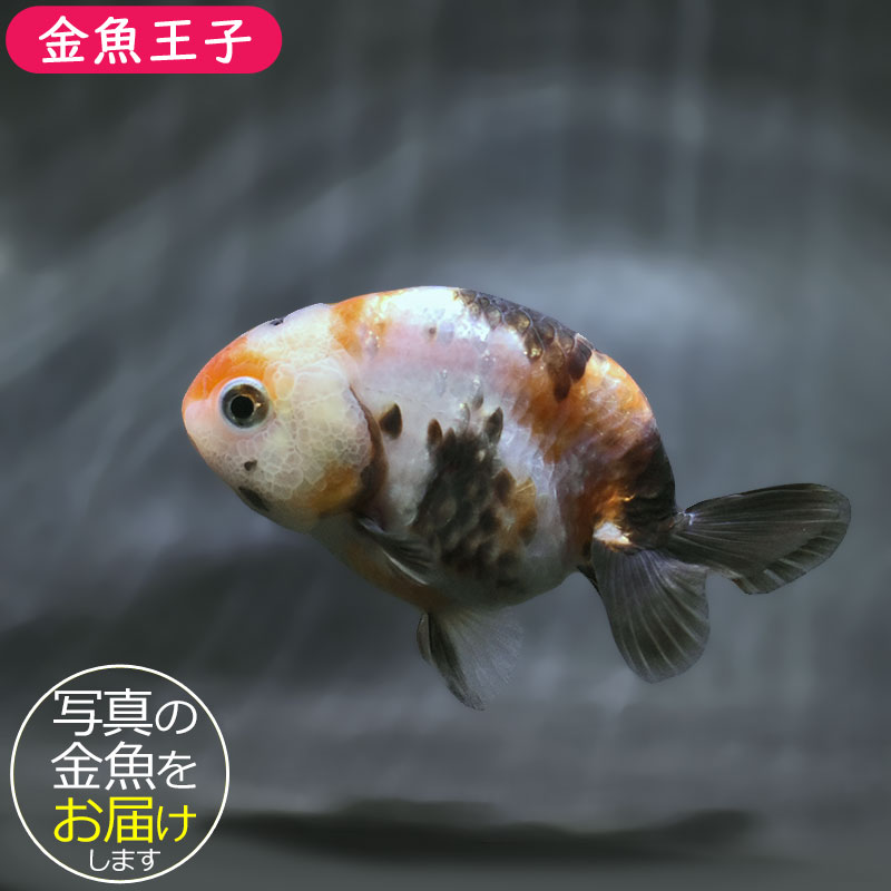 金魚王子】江戸錦 8～9cm前後 (個体番号：zaq488) 金魚 きんぎょ 生体