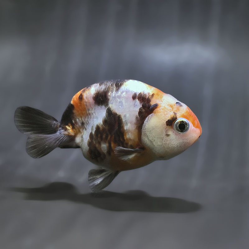 金魚王子】江戸錦 8～9cm前後 (個体番号：zaq488) 金魚 きんぎょ 生体